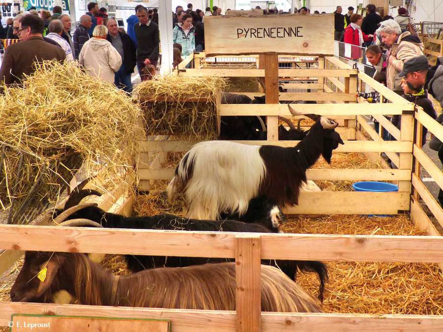 9ème Printemps des Chèvres à Faverges (74) - Avril 2018