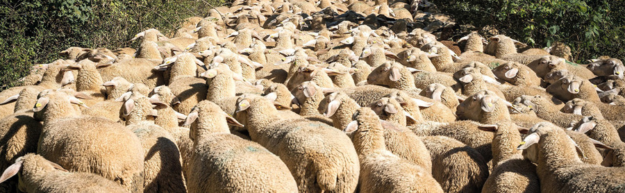 Foire aux moutons et fromages de chèvres à Molles