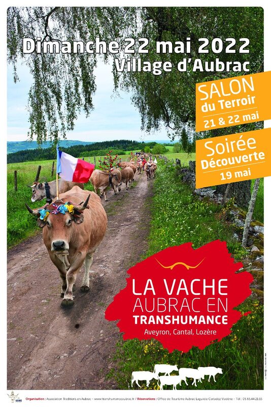 La vache Aubrac en transhumance à Saint-Chély d'Aubrac