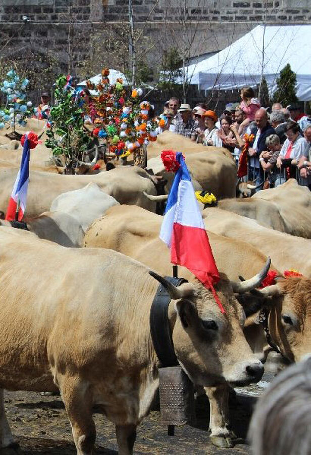 La vache Aubrac en transhumance à Saint-Chély d'Aubrac